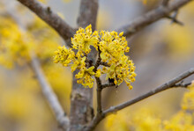 A Close-up With A Cornus Mas Tree Flower