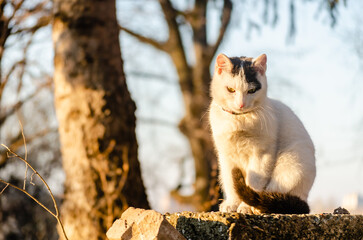 Wall Mural - Domestic white cat on the ramparts of a private house