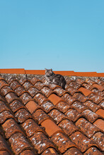 Vertical Shot Of A Tabby Cat On A Roof