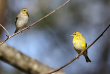 American Goldfinch Birds Perched On Tree Branches