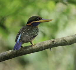 Wall Mural - Shallow focus shot of a Rufous-collared kingfisher perched on a tree branch with blurred background