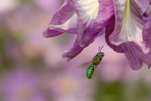 Macro Focus Shot Of A Green Orchid Bee Flying Towards A Purple Flower In The Garden On A Sunny Day