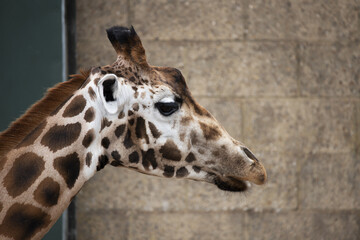 Wall Mural - Close-up shot of the head of an African giraffe in its enclosure at Marwell zoo, Winchester, UK