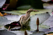 Closeup Shot Of The Yellow Bittern Standing In The Pond Full Of Tropical Leaves