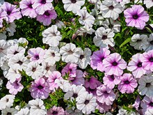 Close-up Shot Of Some White And Pink Petunias Growing In The Garden.