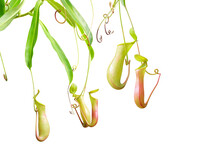 Pitcher Plants, Nepenthes Isolated On White Background With Clip