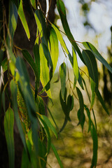 Sticker - Shallow focus of Eucalyptus radiata plants with blurred blue sky in in the backgriund