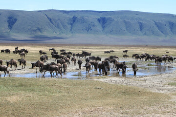 Wall Mural - Group of wildebeest drinking water in an African savanna