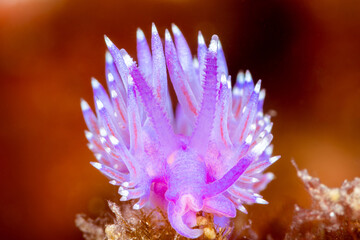 Wall Mural - Closeup shot of  a purple marine living with long protrusions with red on the background