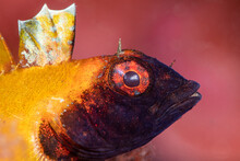 Closeup Shot Of Fish Head With Large Red Eyes And Yellow Beak