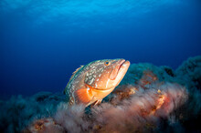 Closeup Shot Of An Epinephelus Fish Species And Marine Habitat Underwater