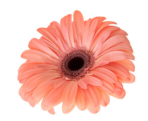 Wall Mural - Pink gerbera flower isolated on white background