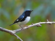 Selective of a black-throated blue warbler (Setophaga caerulescens) on a branch