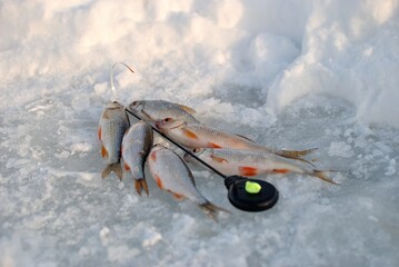 Wall Mural - Winter roach fishing on the lake, catch.