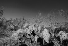 Wide Angle View Of Prickly Pear Cactus In Texas Landscape Close Up, Black And White Plant Art.