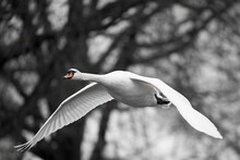 1 White Swan (Cygnus) Flying With Spread Wings In Front Of Dark Trees. Black White With Orange Beak. Wildlife.