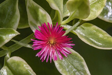 Closeup Of The Aptenia Flower.