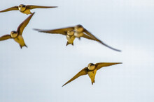 Closeup Of Swift Birds Flying With Theirwings Wide Open High In The Blue Sky