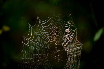 Sticker - Closeup shot of a spider web on a black and green blurry background