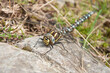 Closeup shot of a beautiful common hawker or moorland hawker standing on a stone