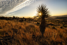 Clouds & Yucca At Sunrise;   Davis Mountains State Park;  Texas