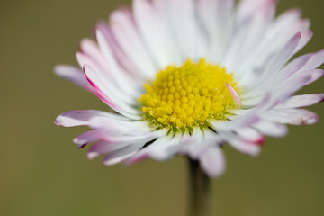 Wall Mural - Close up of spring daisies in the garden in the afternoon