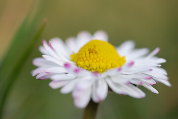 Wall Mural - Close up of spring daisies in the garden in the afternoon