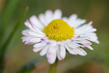 Wall Mural - Close up of spring daisies in the garden in the afternoon