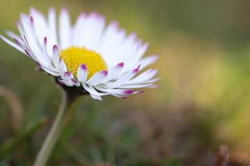 Wall Mural - Close up of spring daisies in the garden in the afternoon