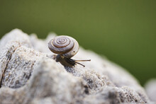 Macro Shallow Focus Sho Of A Snail On A Rocky Surface With Green Blurred Background