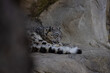 Since the prey density is low in the extreme regions of the high mountains, it is estimated that the home ranges of the snow leopards are up to 1000 square kilometers in size.
