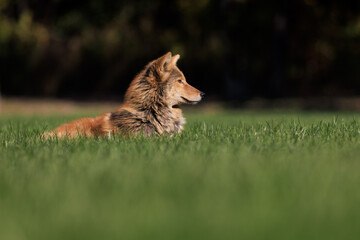 Wall Mural - Red wolf laying on a green field