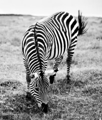 Wall Mural - A zebra eating some grass from the ground in a black and white