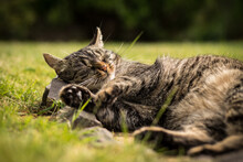 A Tabby Cat Lies On Stones In The Grass And Relaxes In The Sun. Mild Summer Day. Tabby Cat In The Garden.