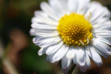 Wall Mural - Close up of spring daisies in the garden in the afternoon