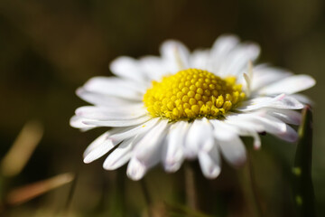 Wall Mural - Close up of spring daisies in the garden in the afternoon