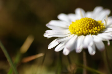 Wall Mural - Close up of spring daisies in the garden in the afternoon