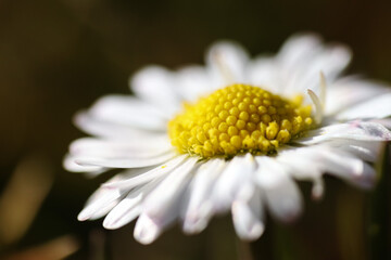 Wall Mural - Close up of spring daisies in the garden in the afternoon