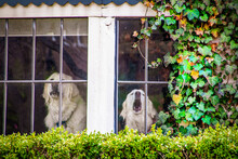 Two White Dogs In An Ivy Framed Window Guarding And Barking At What They See Outside