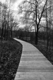 Fototapeta Pomosty - ścieżka, droga, deski, park, las, czarno-białe, pomost, alejka, drzewa, jesień, krajobraz, drewno łąka, chodnik, iść