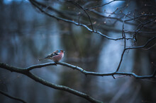 Male House Finch On An Icy Branch On The Tree