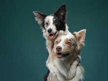 Two Dogs Hugging. Happy Border Collie On A Green Background In Studio. Love Pet