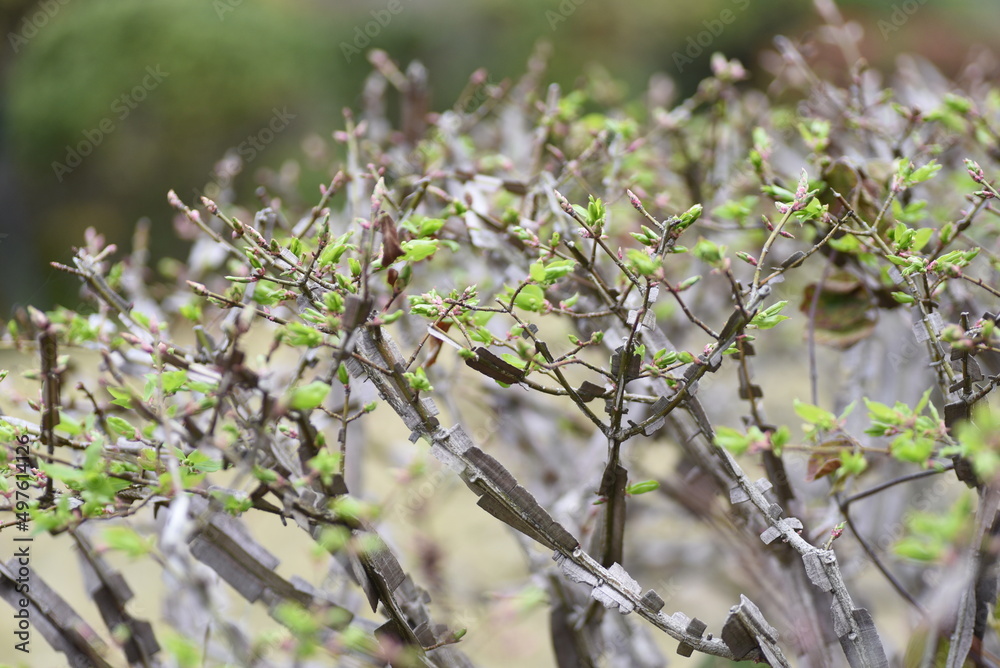 Spindle Tree Spring Winged spindle tree Sprout. Celastraceae deciduous shrub. The world's ...