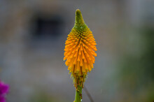 Beautiful Bloom Of A Yellow Red Hot Poker Flower Or Kniphofia In Garden