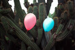 © Ibai Acevedo/Stocksy - Two balloons with dangerous cactus