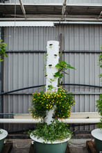 Creeper Plant With Yellow Flowers