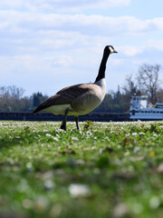 Wall Mural - country goose on the grass