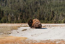 Bison In Yellowstone National Park.