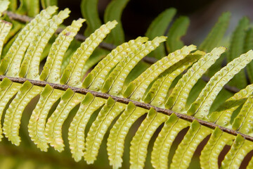 Wall Mural - Leaves of yellow sword tuberous fern