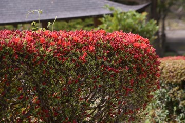 Poster - Rhododen obtusum'Kurume Azarea' blossoms begin to bloom. Ericaceae evergreen shrub. Flowering season April-May.